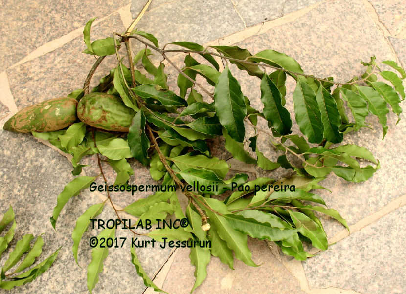 Geissospermum vellosii - Pao pereira branch with leaves