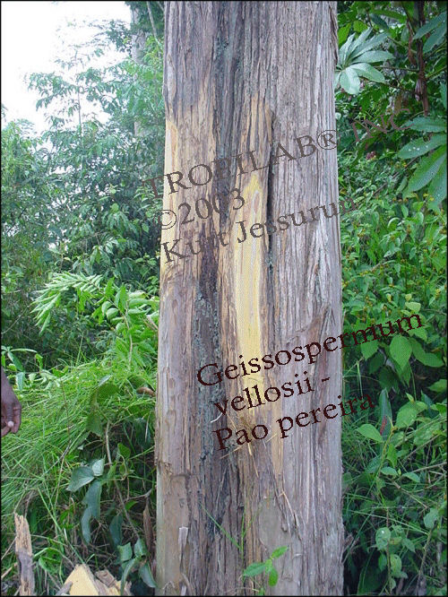 Geissospermum vellosii-Pao pereira tree  - Tropilab Inc.