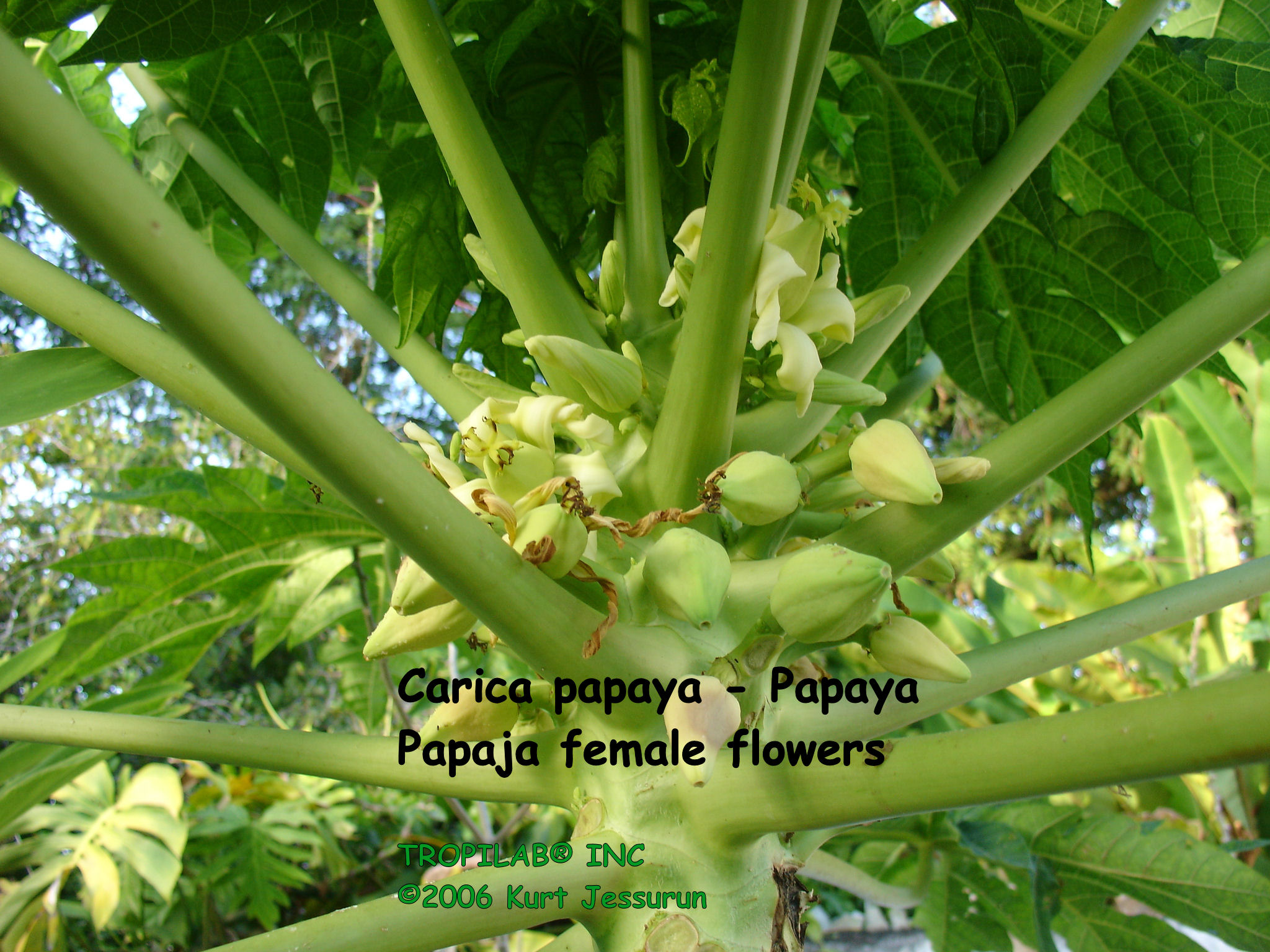 Carica papaya (Papaya) female flowers