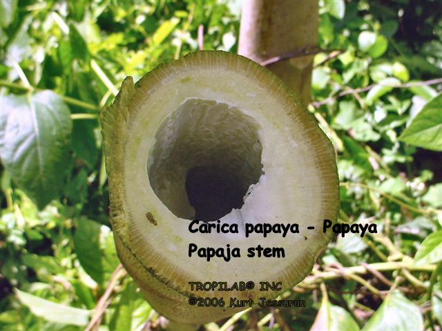 Carica papaya (Papaya) stem