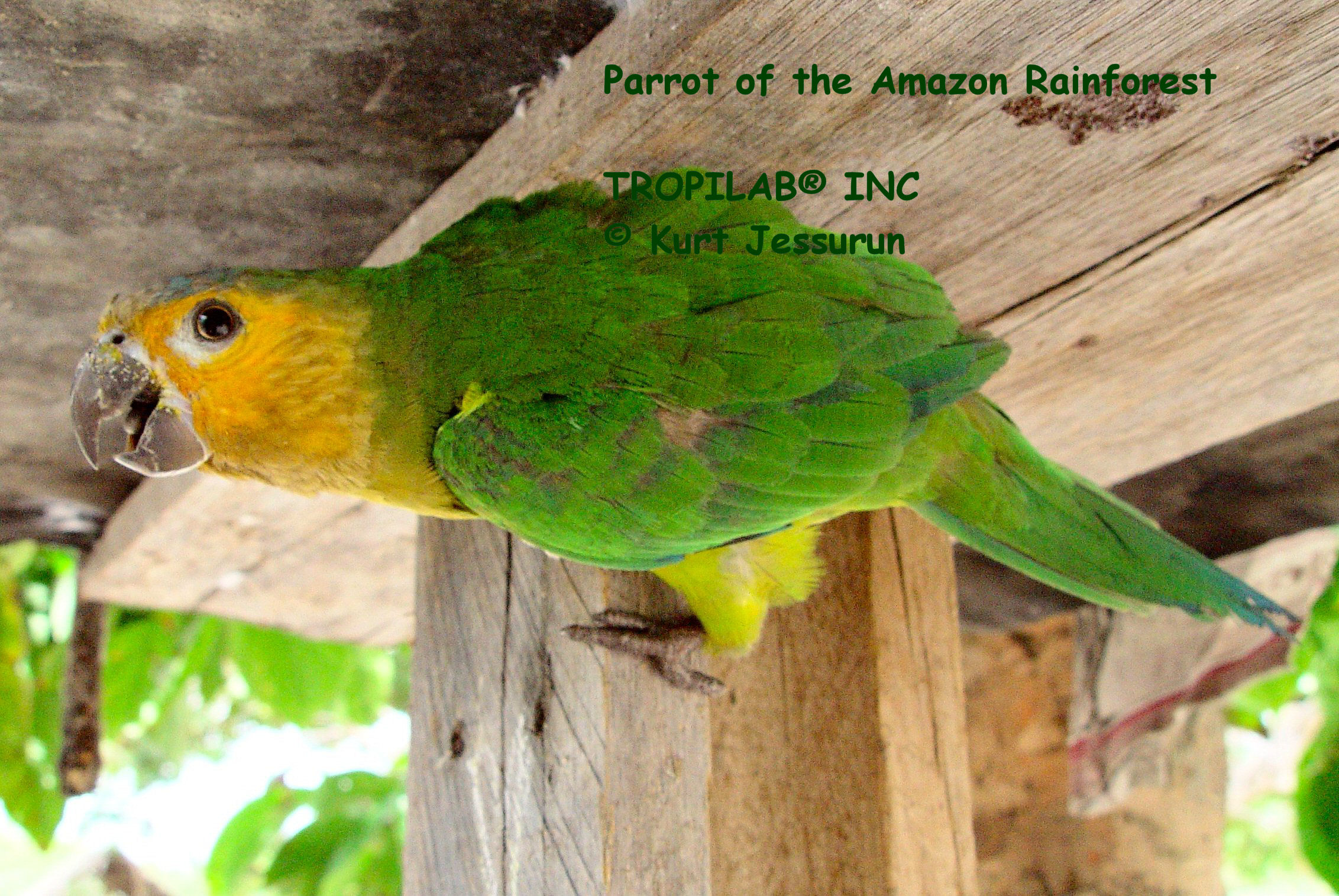 Parrot of the Amazon Rainforest