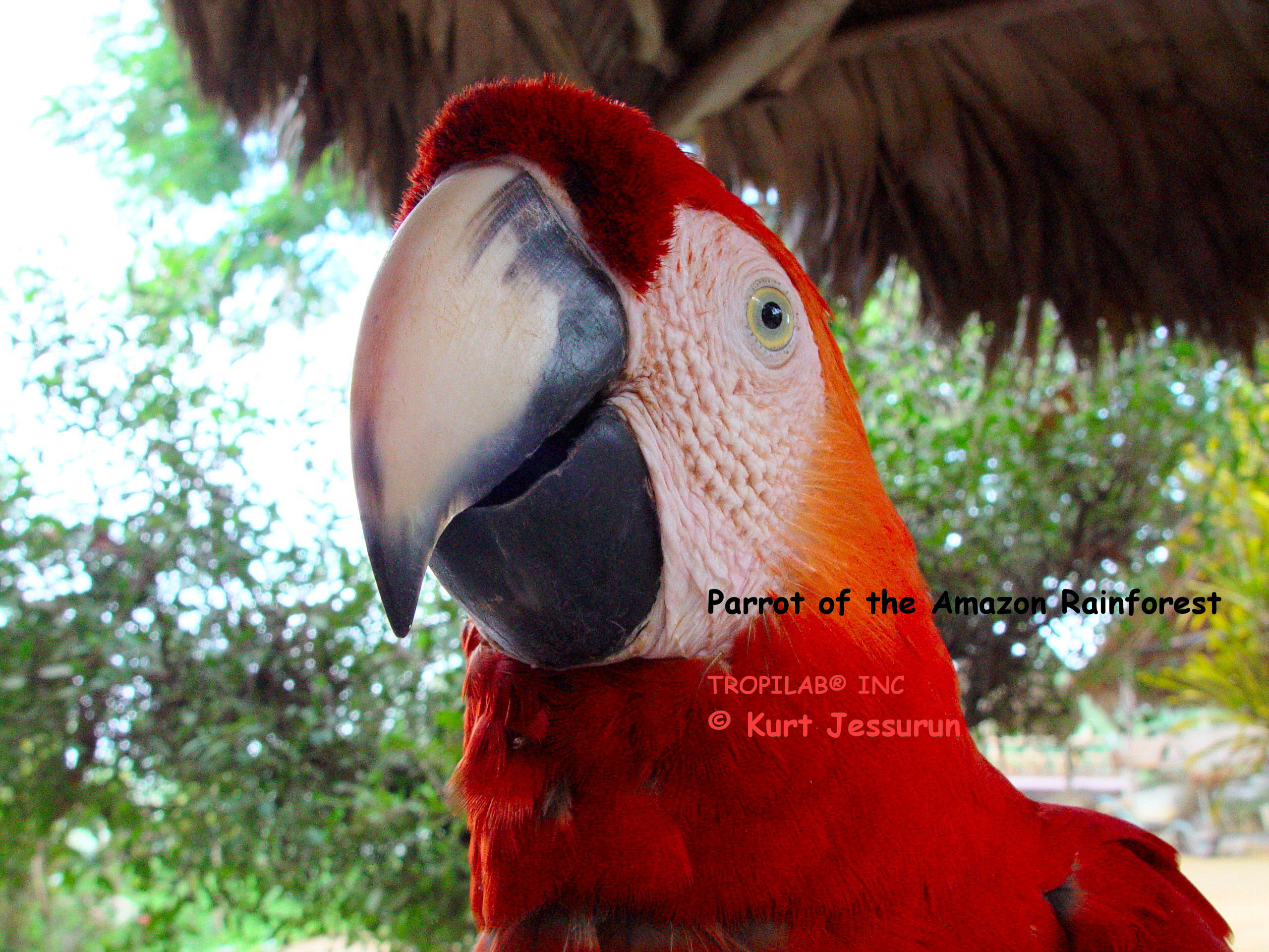 Parrot of the Amazon Rainforest