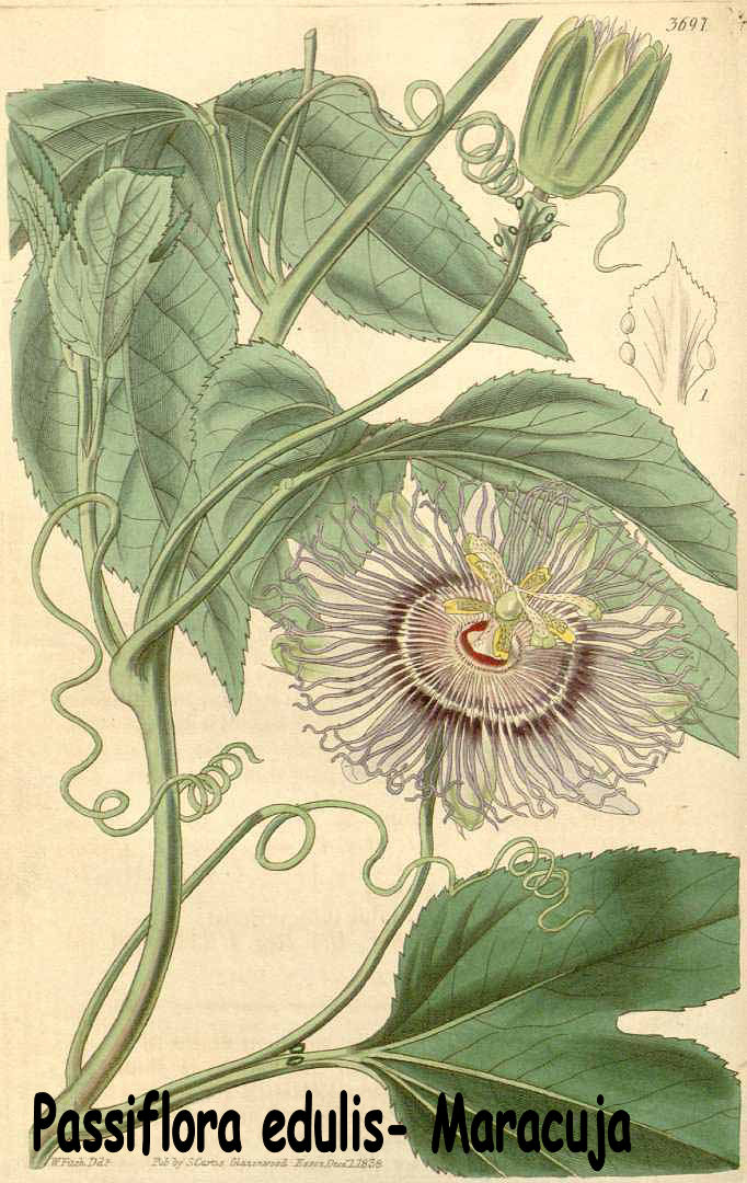 Passiflora edulis - Maracuja