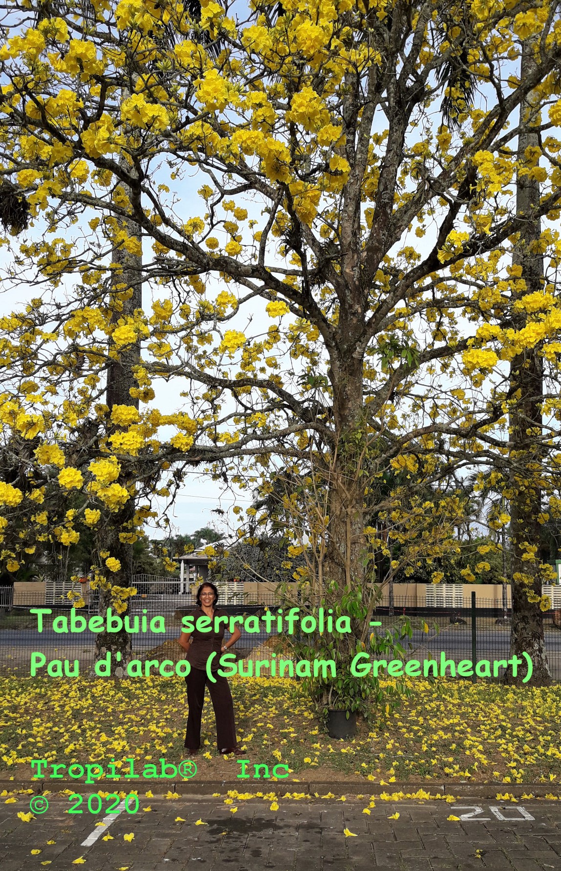 Tabebuia serratifolia - Pau d'arco (Surinam Greenheart); TROPILAB.