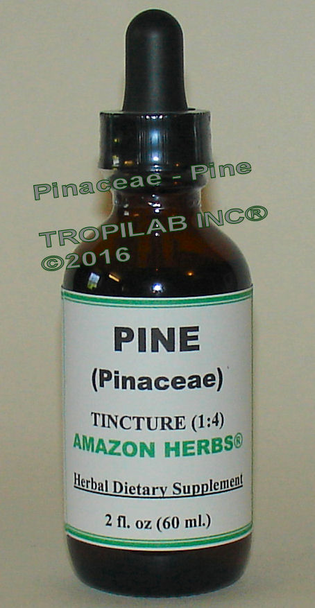 Pineceae - Pine tincture