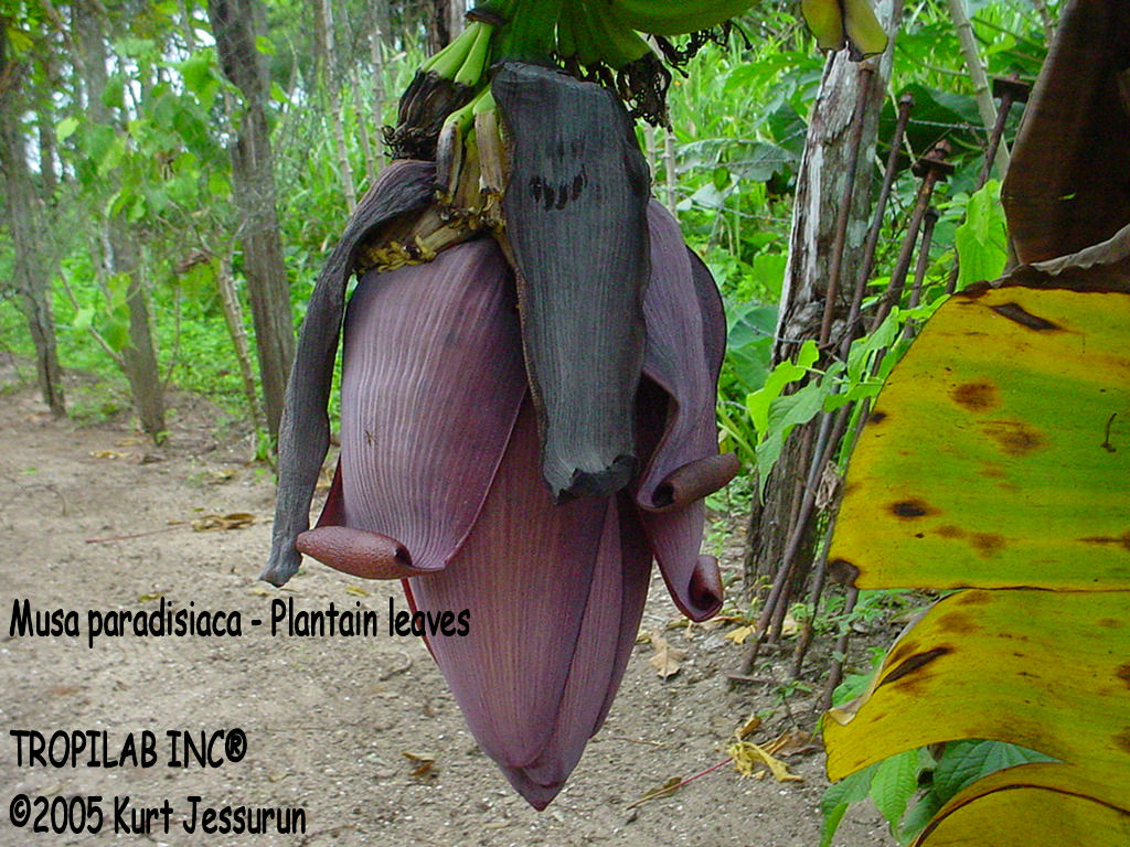 Musa paradisiaca - Plantain leaves