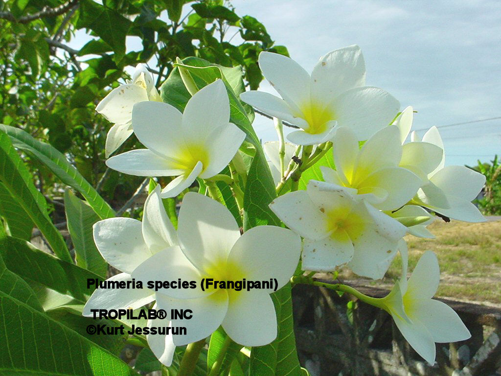 Plumeria - Frangipani