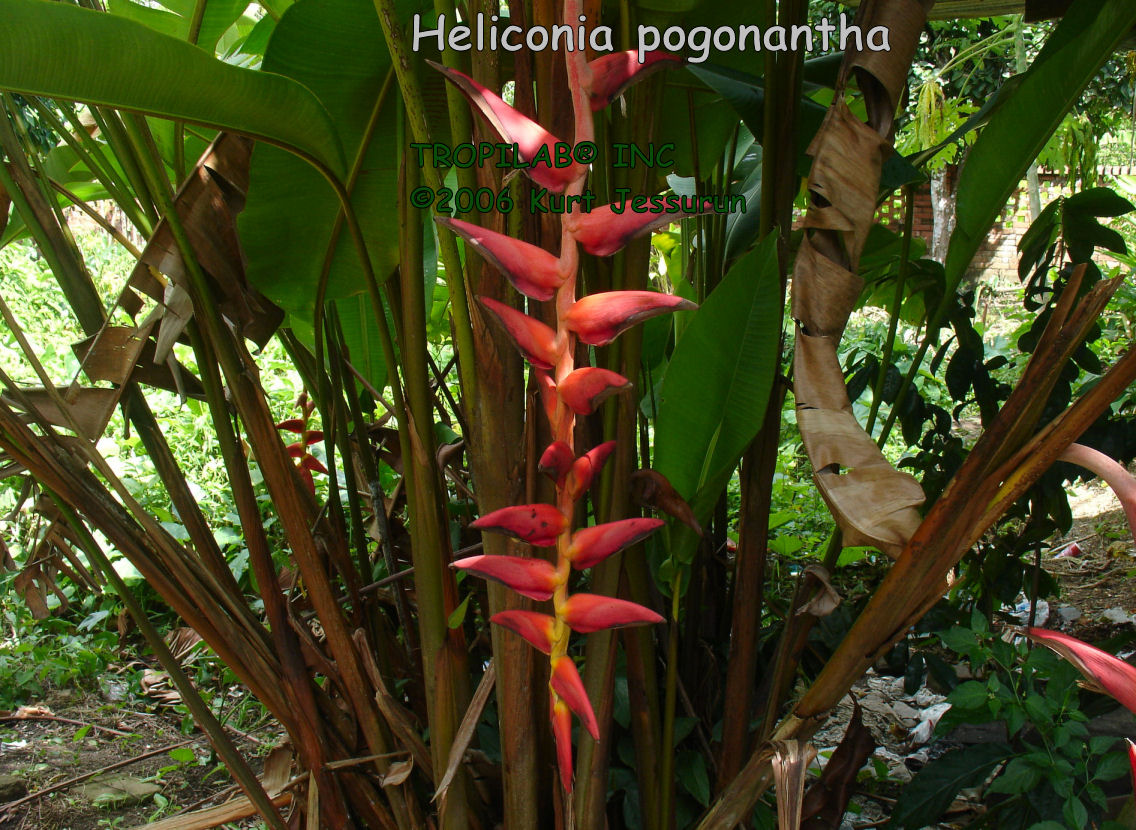 Heliconia pogonantha