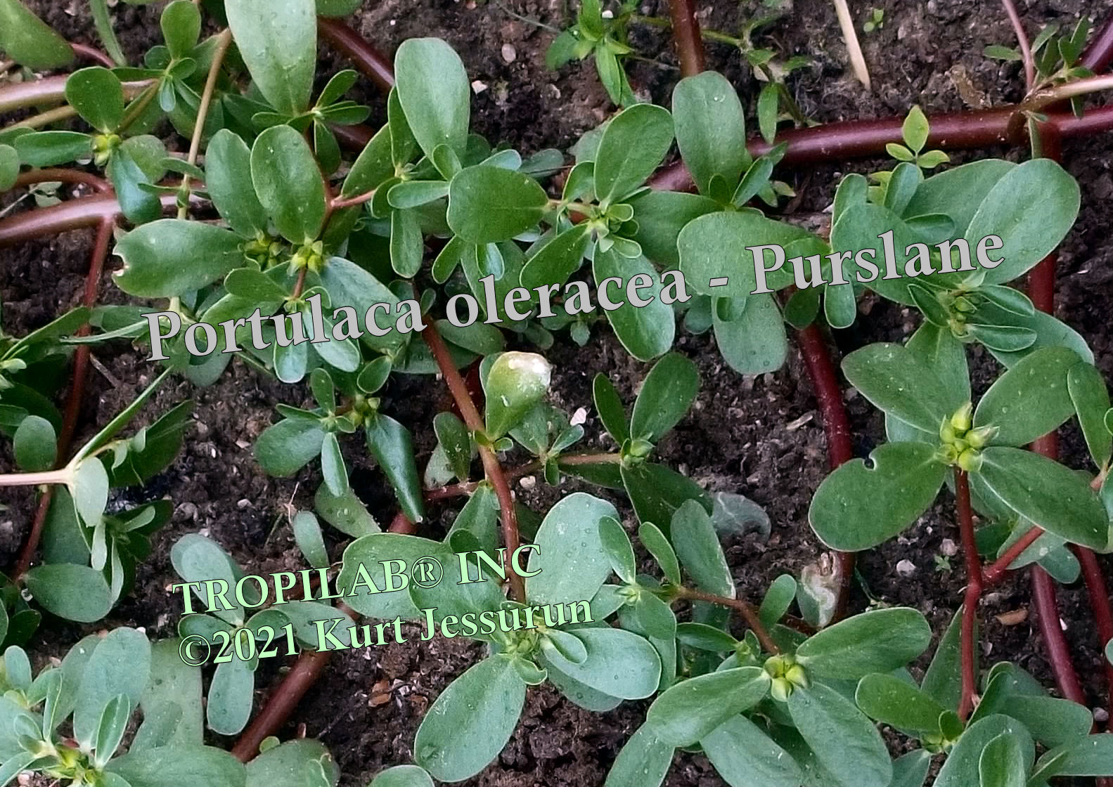 Portulaca oleracea - Purslane - Tropilab