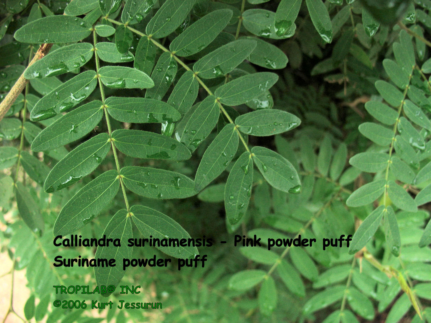 Calliandra surinamensis - Surinam powder puff