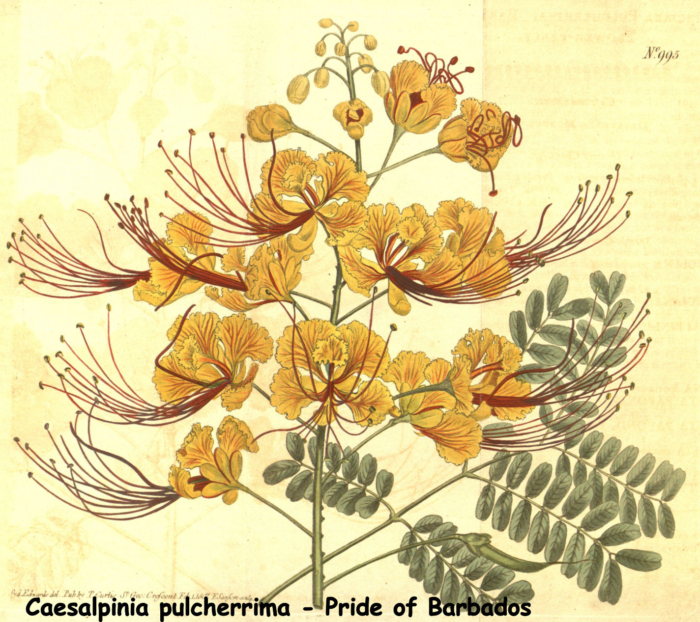 Caesalpinia pulcherrima - Pride of Barbados