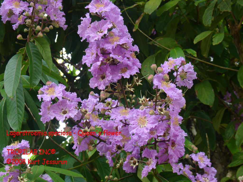Flowers of Lagerstroemia speciosa - Queen's flower
