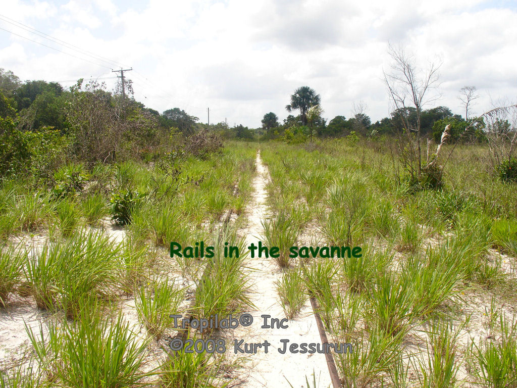 Rails in the Savanna
