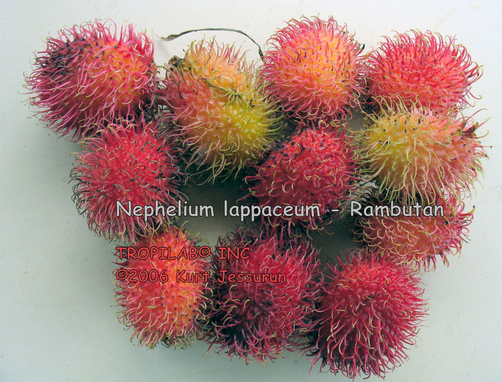 Nephelium lappaceum - Rambutan