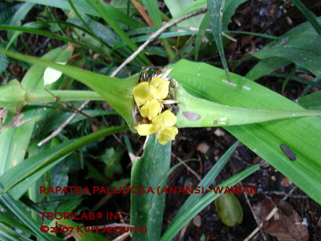 Rapatea paludosa (Anansi wawai) flower
