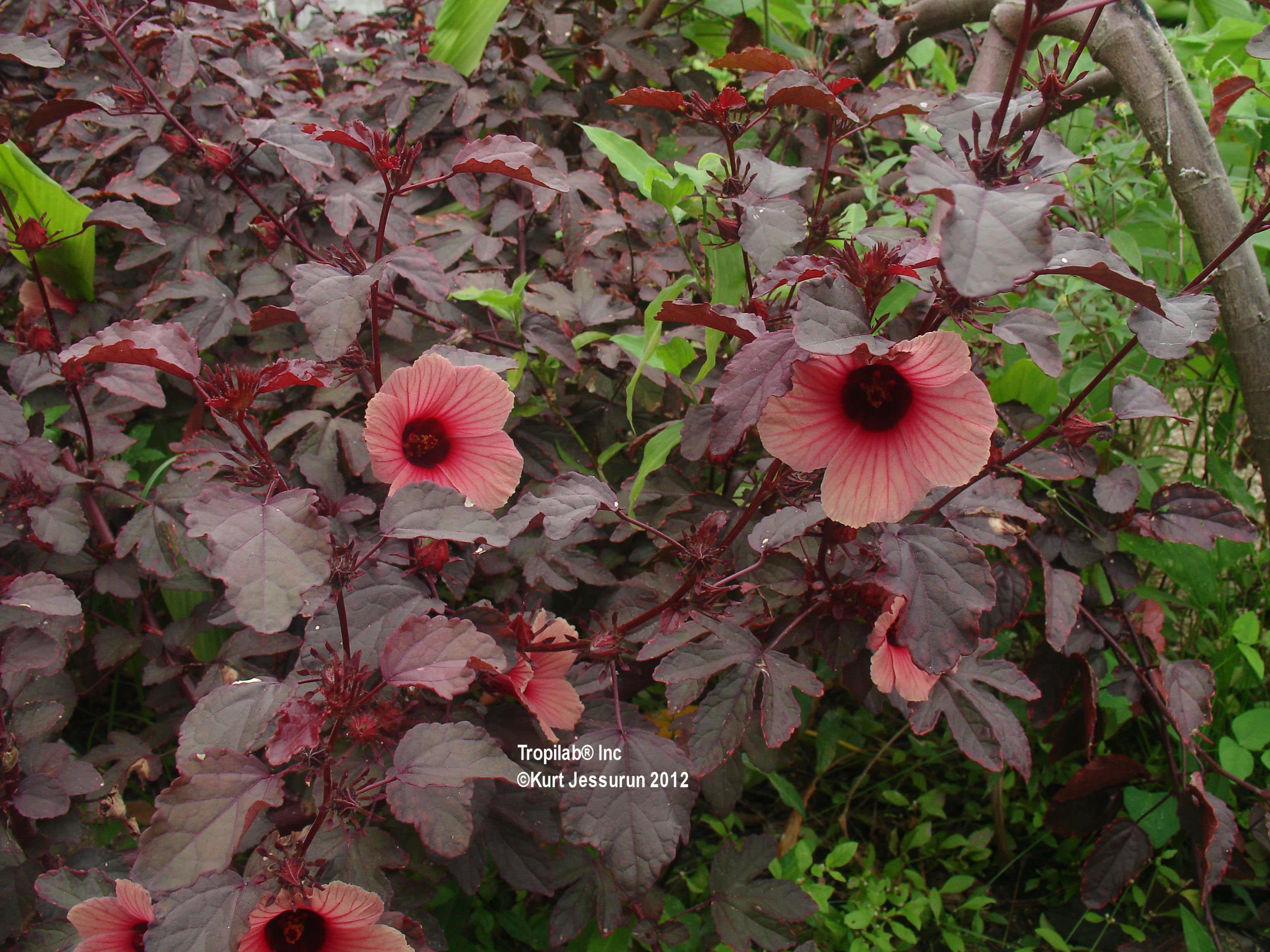 Hibiscus sabdariffa,Roselle used against cough, dyspepsia, fever, hypertension, high cholesterol and for stimulating 
intestinal peristalsis. Roselle also demonstrates significant anti-hyperammonemic and antioxidant activity