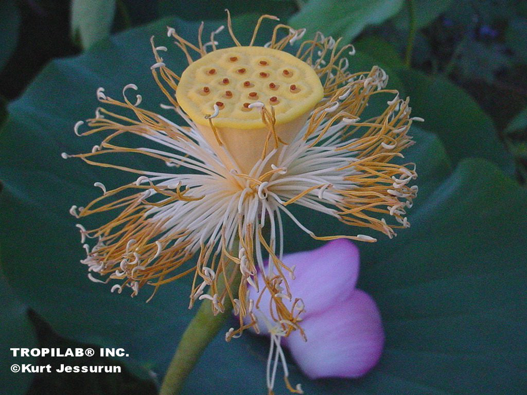 Nelumbo nucifera flower stamp