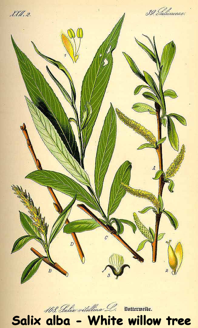 Salix alba - White willow tree