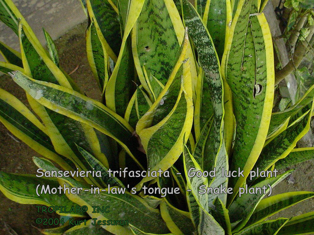 Sansevieria trifasciata - Good luck plant