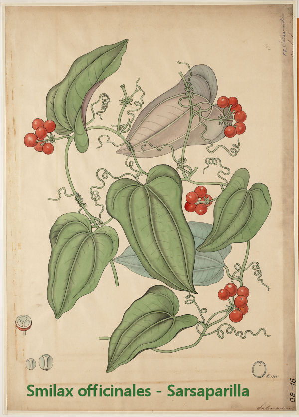 Smilax officinales - Sarsaparilla