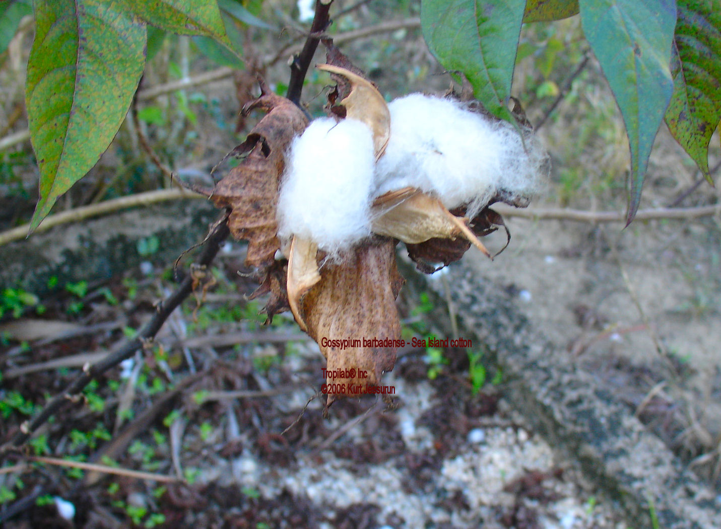 Gossypium barbadense - Sea Island cotton seeds
