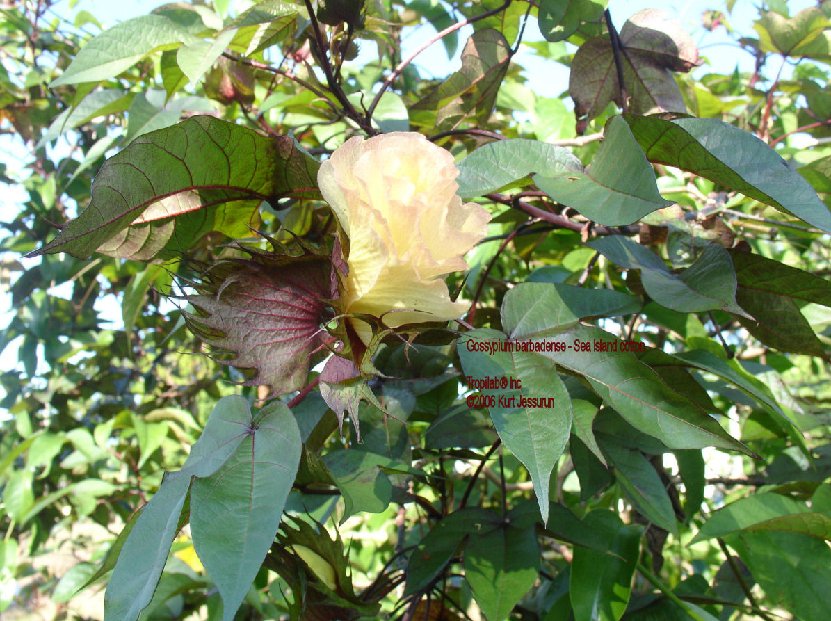 Gossypium barbadense - Sea Island cotton
