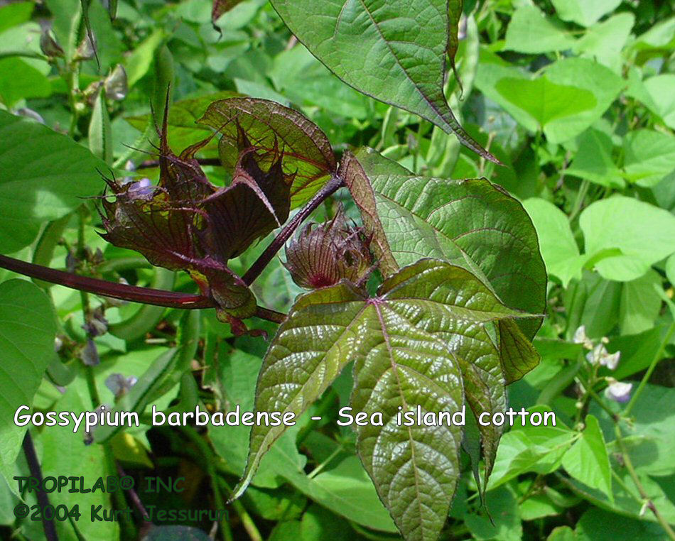 Gossypium barbadense - Sea island cotton