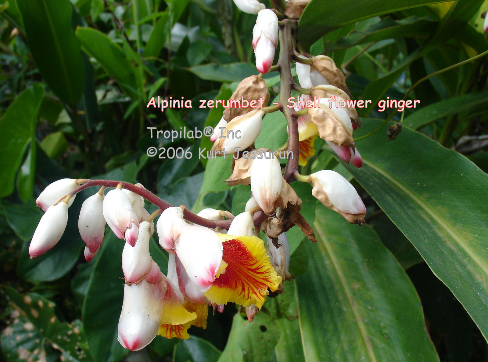 Alpinia zerumbet - Shell flower ginger