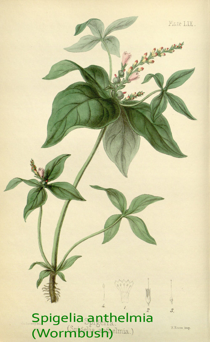 Spigelia anthelmia (Demerara pinkroot)