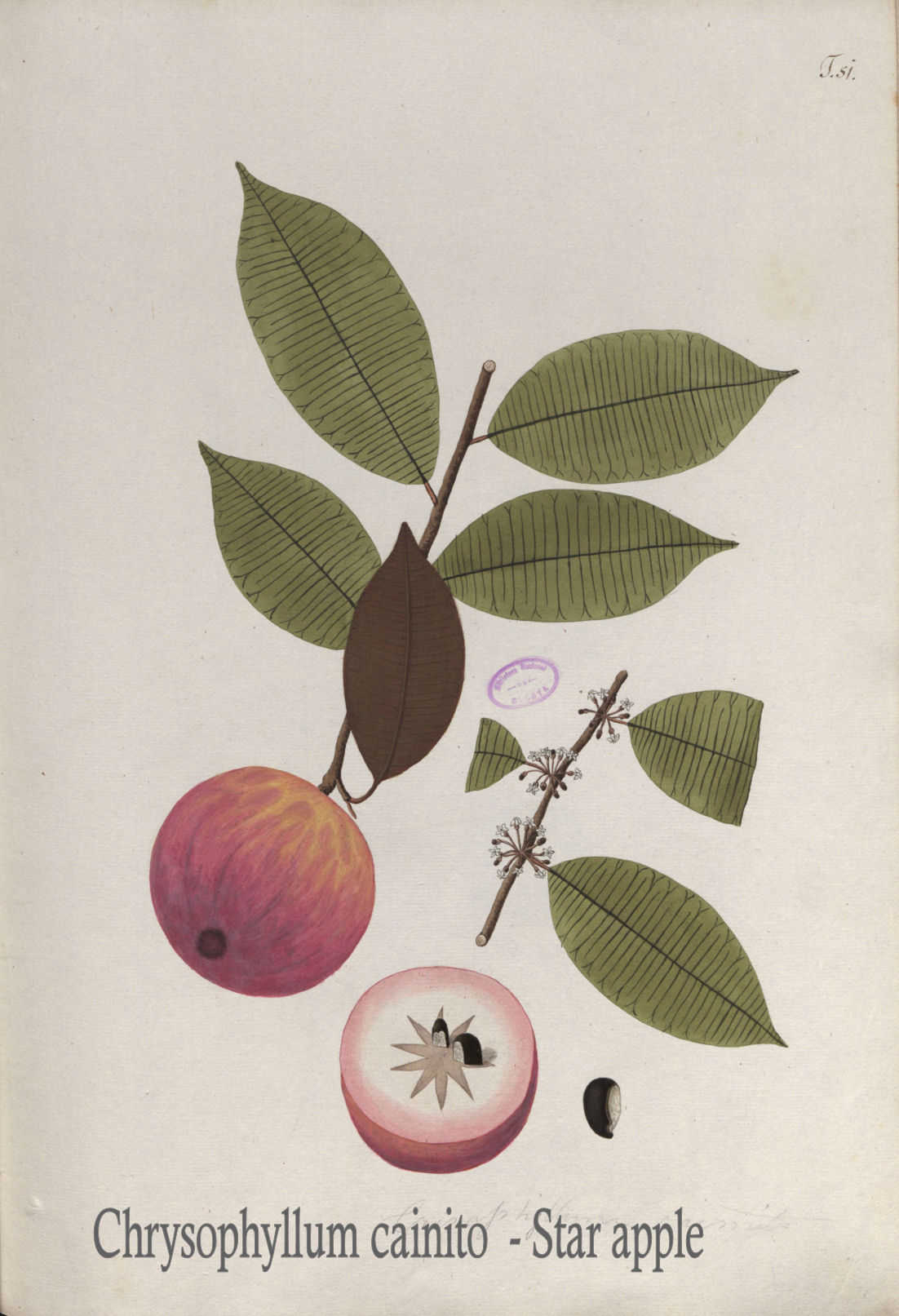 Chrysophyllum cainito - Star apple
