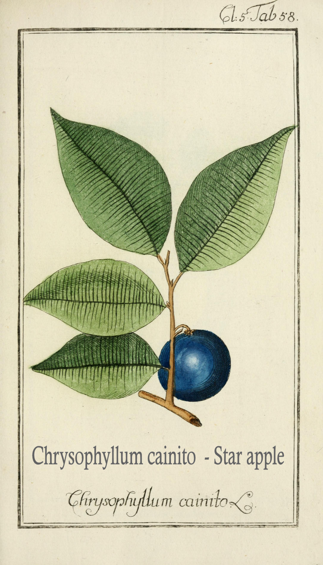 Chrysophyllum cainito - Star apple