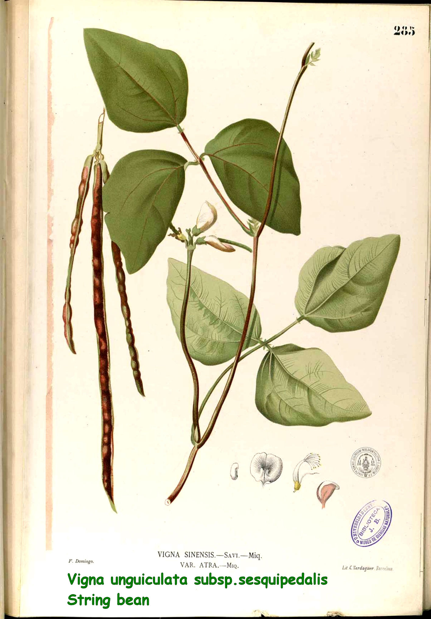 Vigna unguiculata subsp.sesquipedalis - String bean