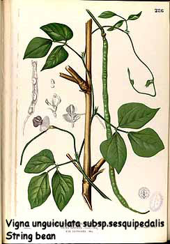Vigna unguiculata subsp.sesquipedalis - String bean