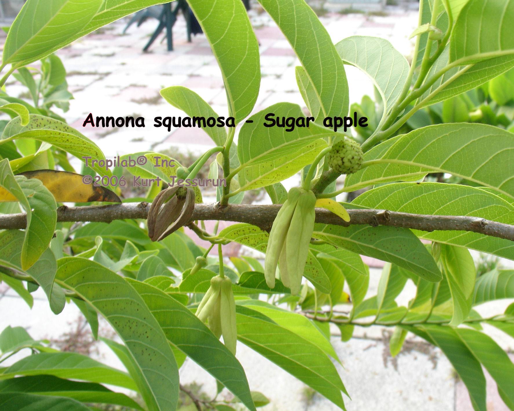 Annona squamosa - Sugar apple