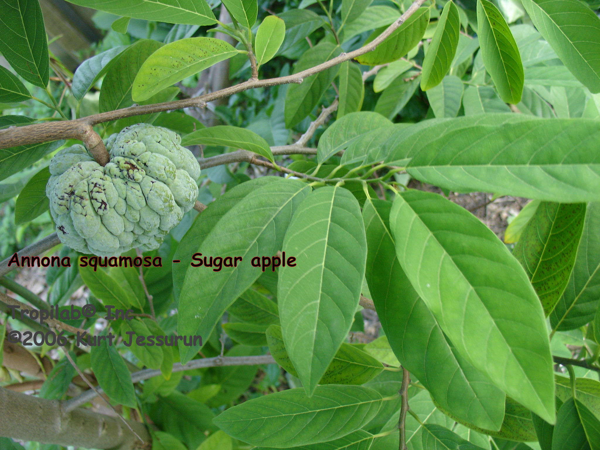 Annona squamosa - Sugar apple