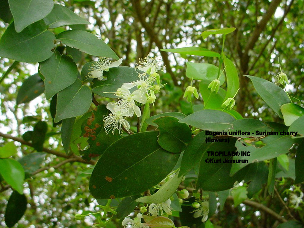 Eugenia uniflora - Surinam cherry flowers