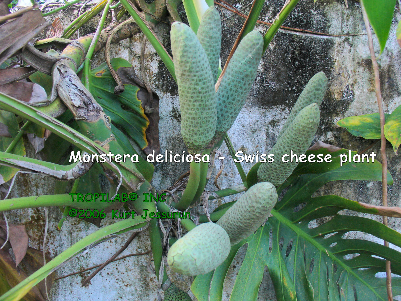 Monstera deliciosa - Swiss cheese plant fruits
