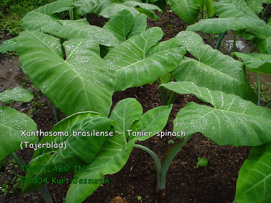 Xanthosoma brasilense- Tanier spinach