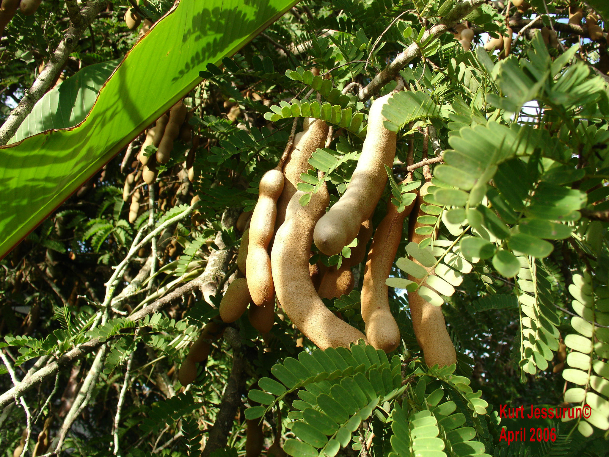 Tamarindus indica- Tamarind fruits
