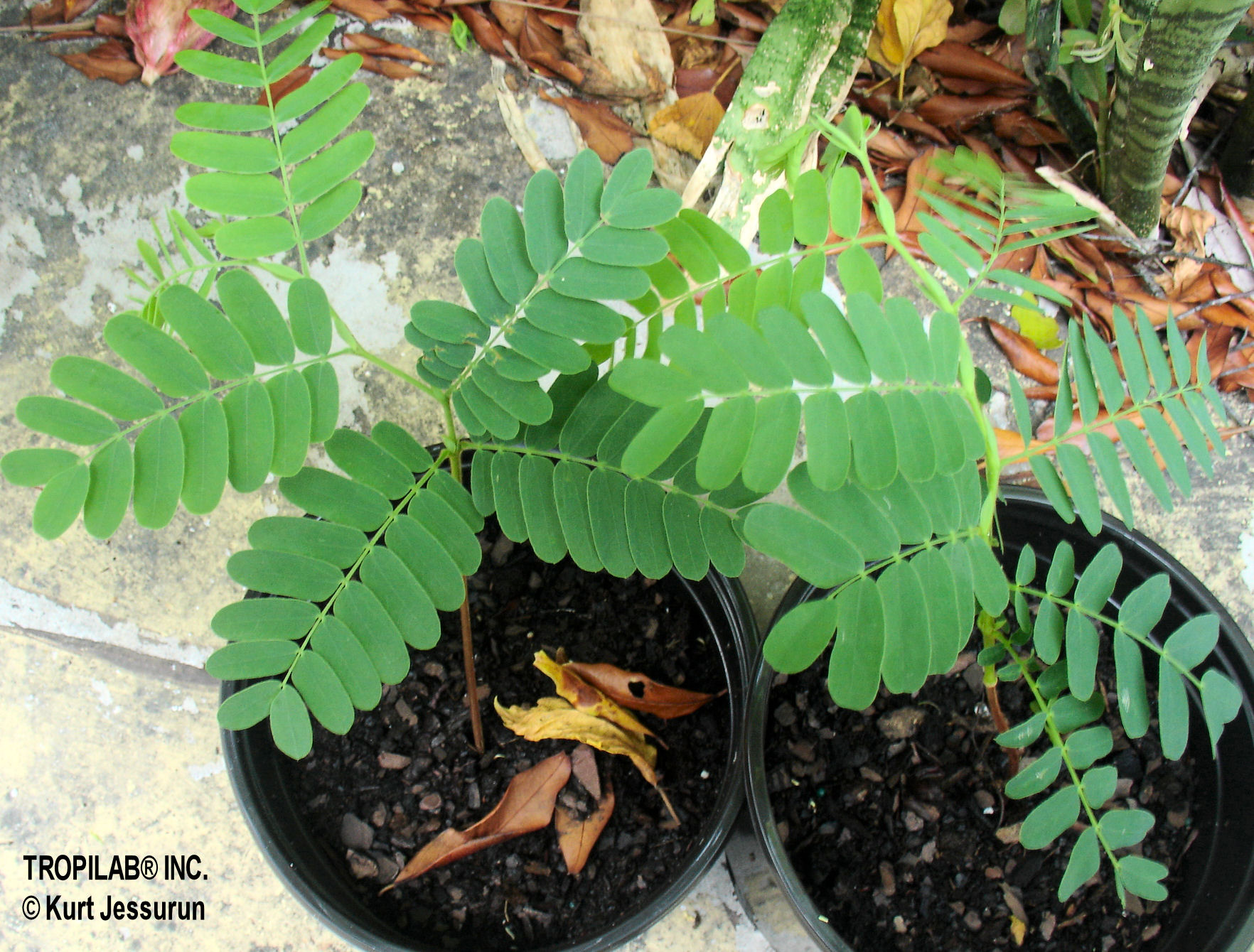 Tamarindus indica- Tamarind young plant