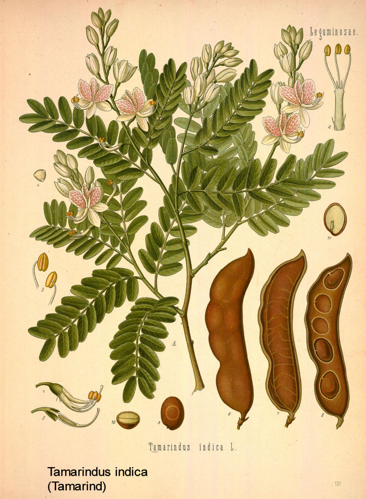 Tamarindus indica