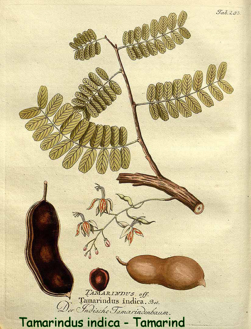 Tamarindus indica- Tamarind