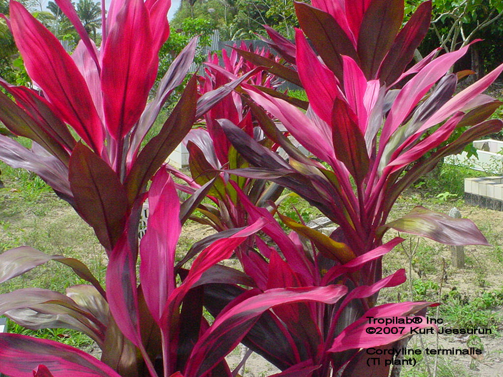 CORDYLINE TERMINALIS - TI PLANT.