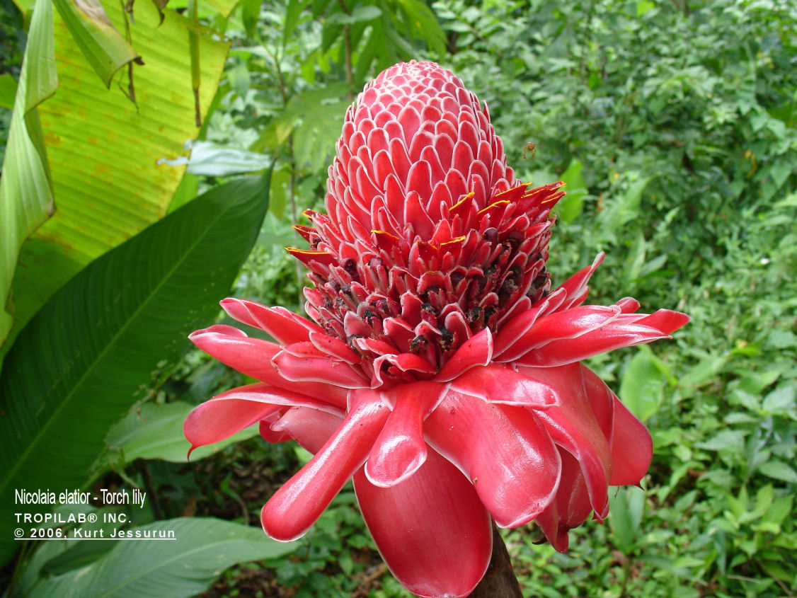 Nicolaia elatior - Torch lily