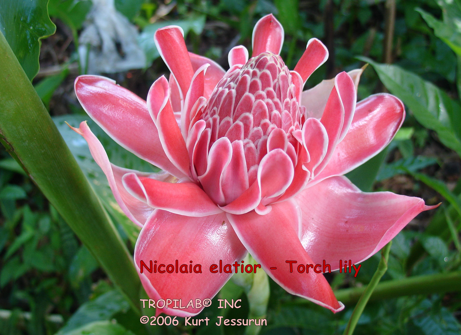 Nicolaia elatior - Torch lily