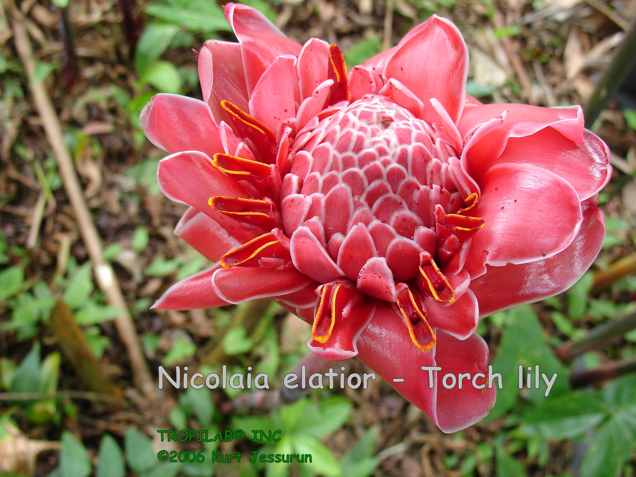 Nicolaia elatior - Torch lily full bloom