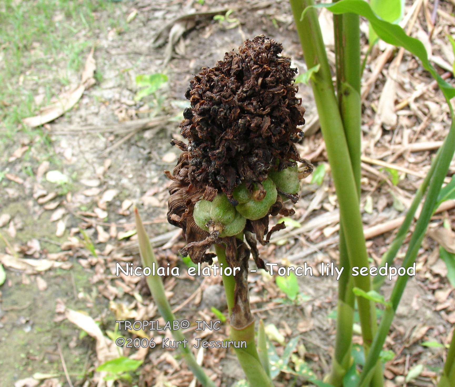 Nicolaia elatior - Torch lily green seedpods