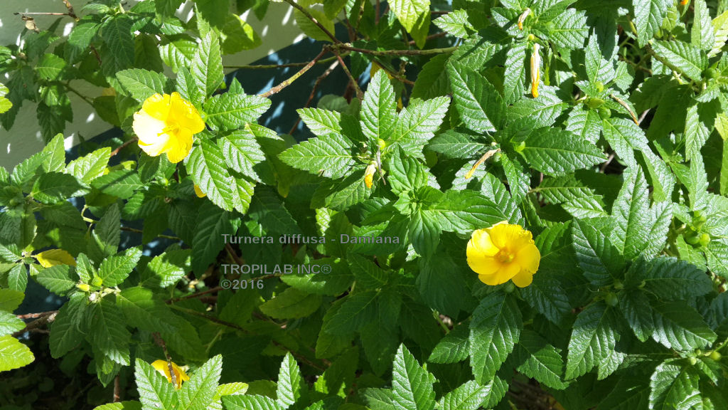 DAMIANA SEEDS AND LEAVES (TURNERA DIFFUSA) - TROPILAB.