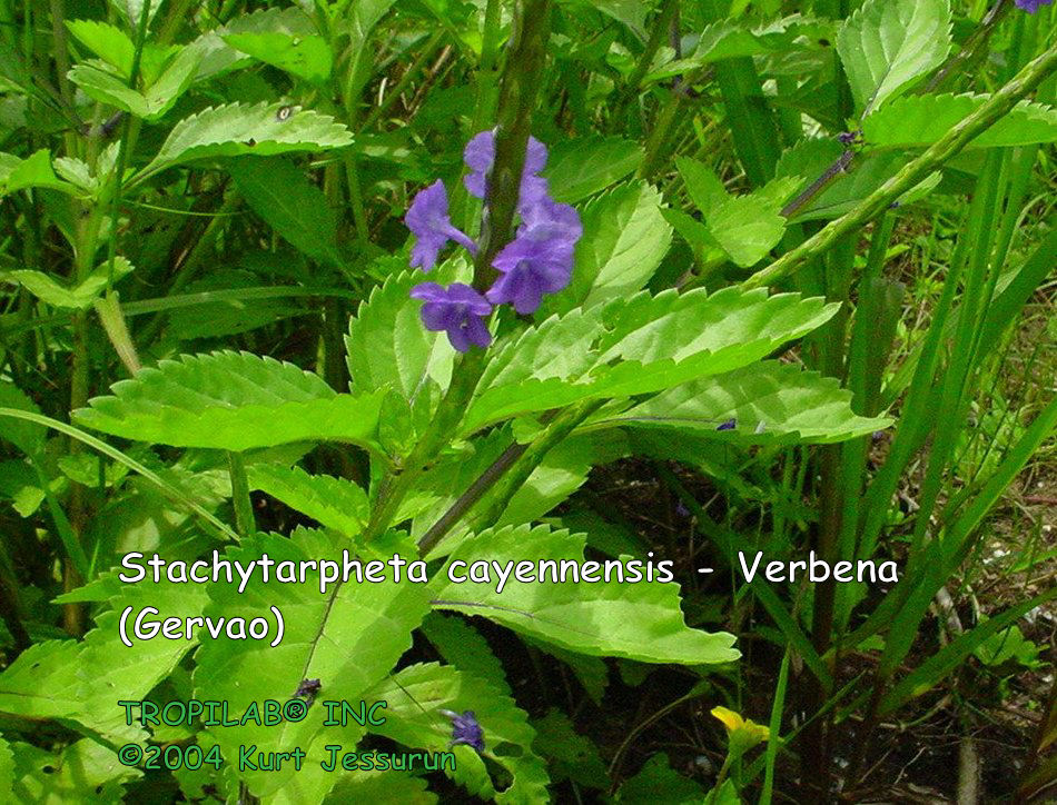Stachytarpheta cayennensis - Verbena (Gervao)