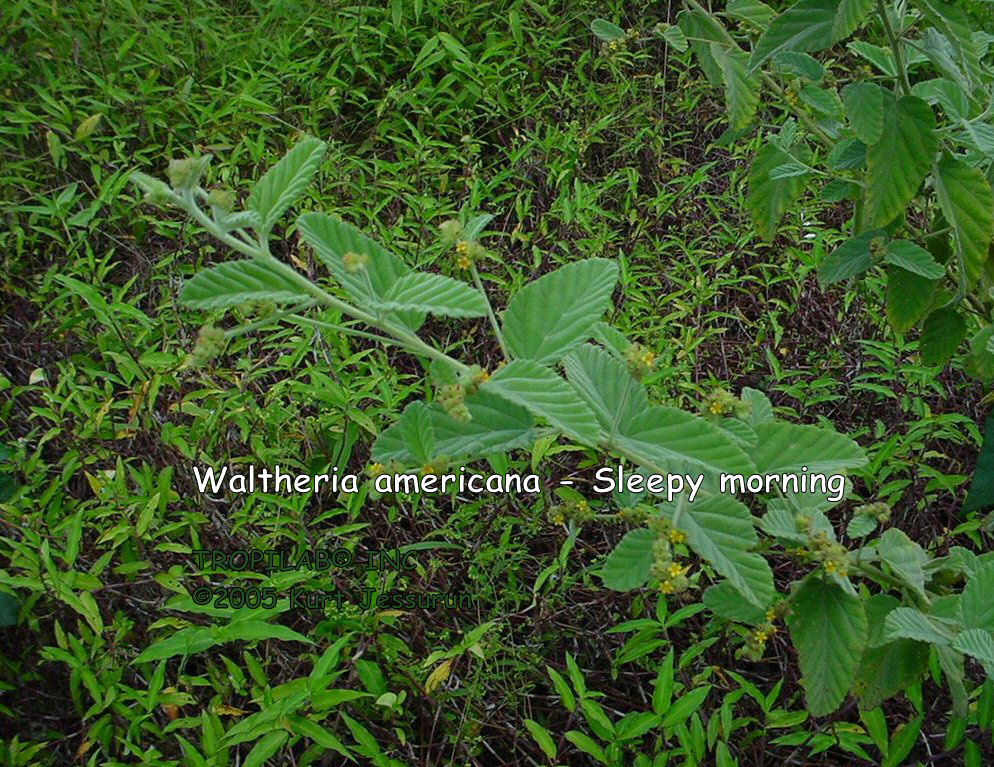 Waltheria americana - Sleepy morning
